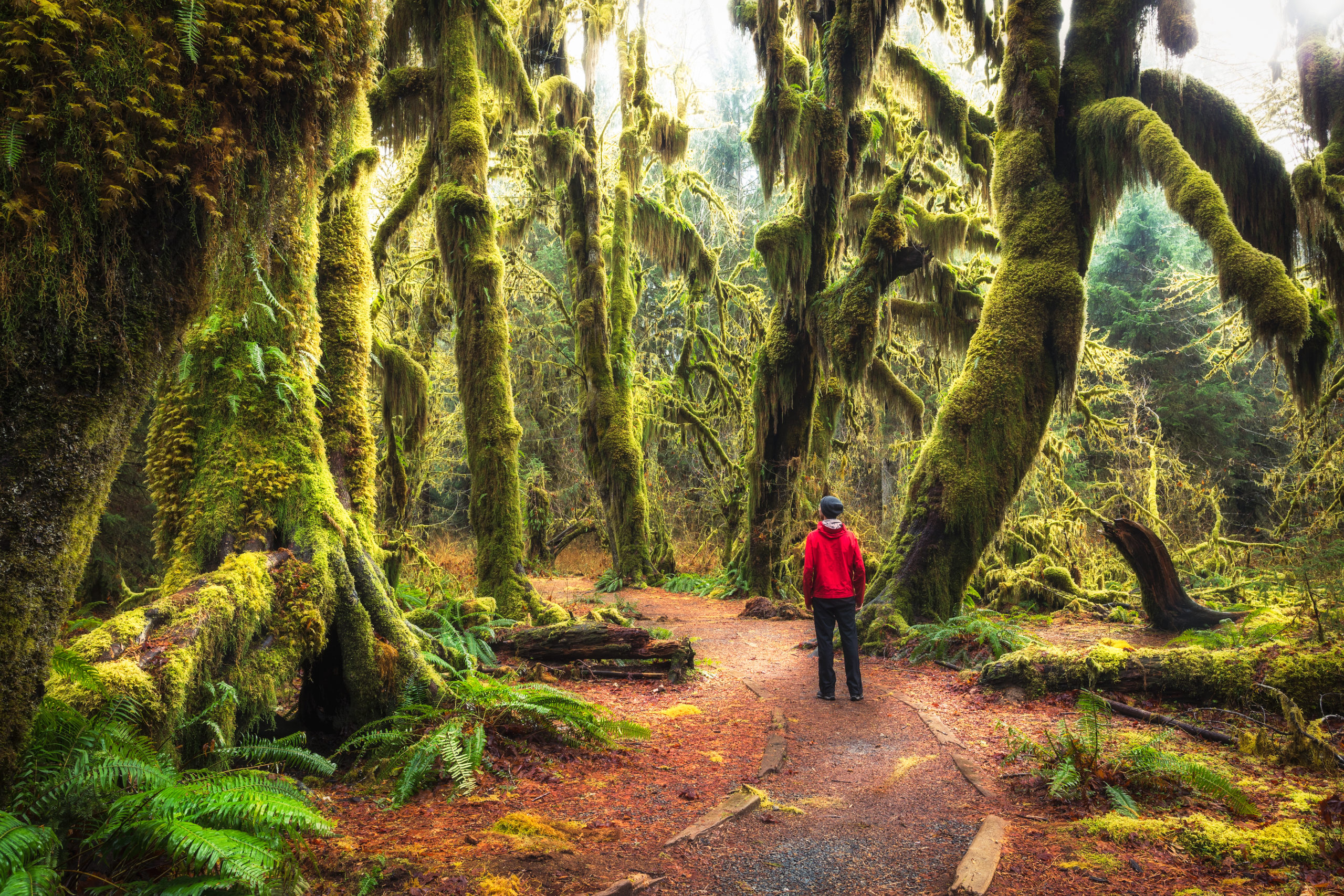 Hoh Rain Forest, things to do in Olymppic National Park