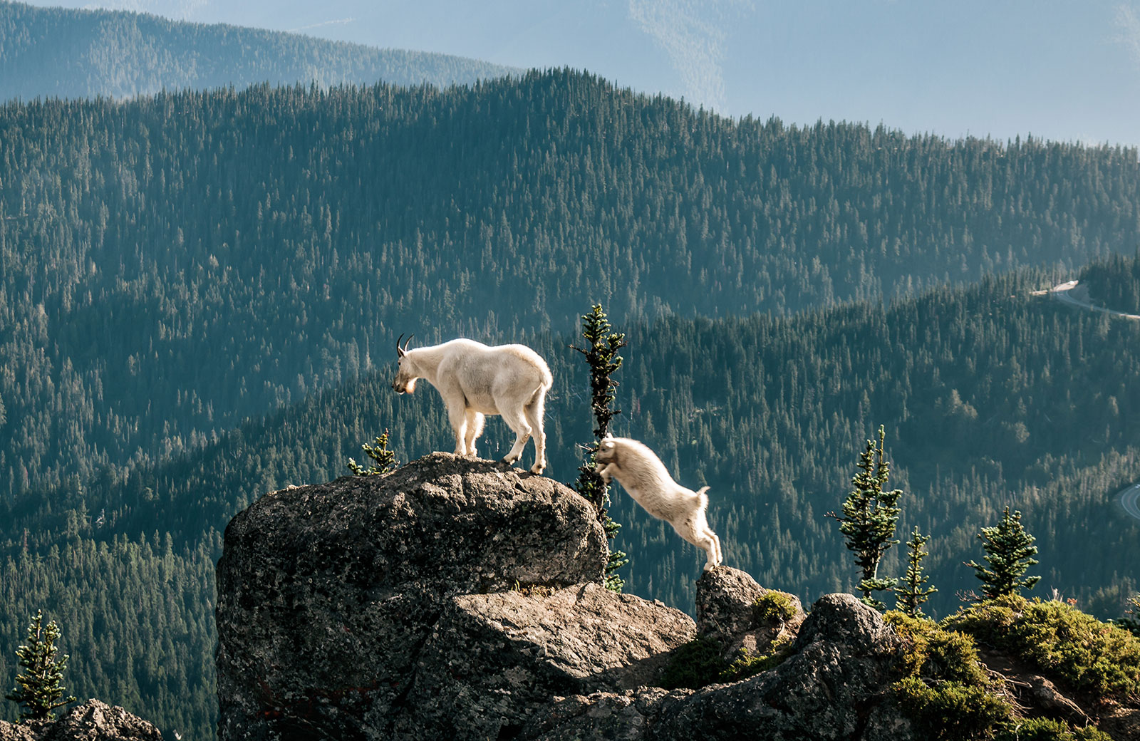 Планински-кози-планини-Олимпик-Национален парк-Вашингтон