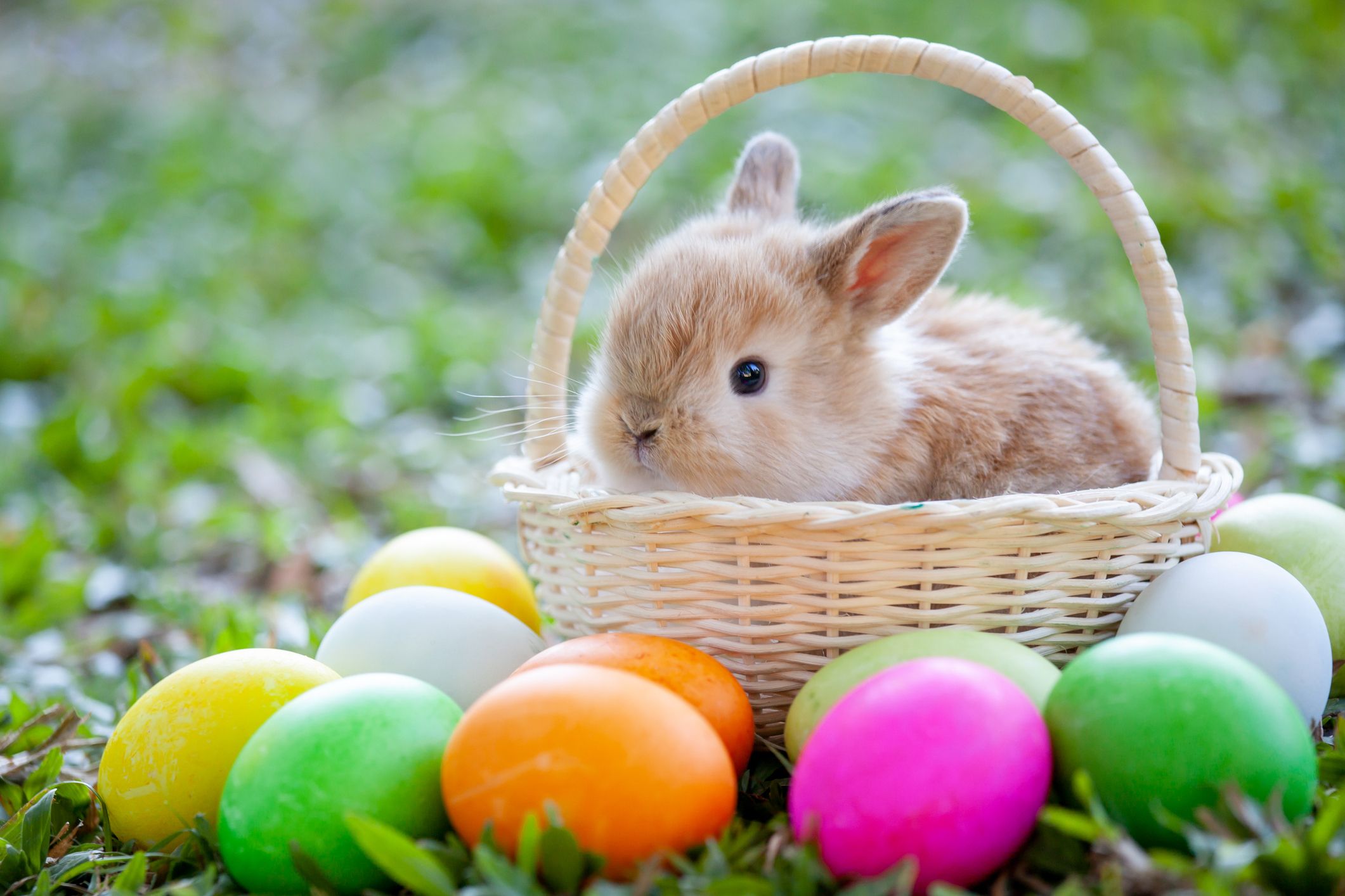 Easter bunny inside a basket surrounded by Easter eggs