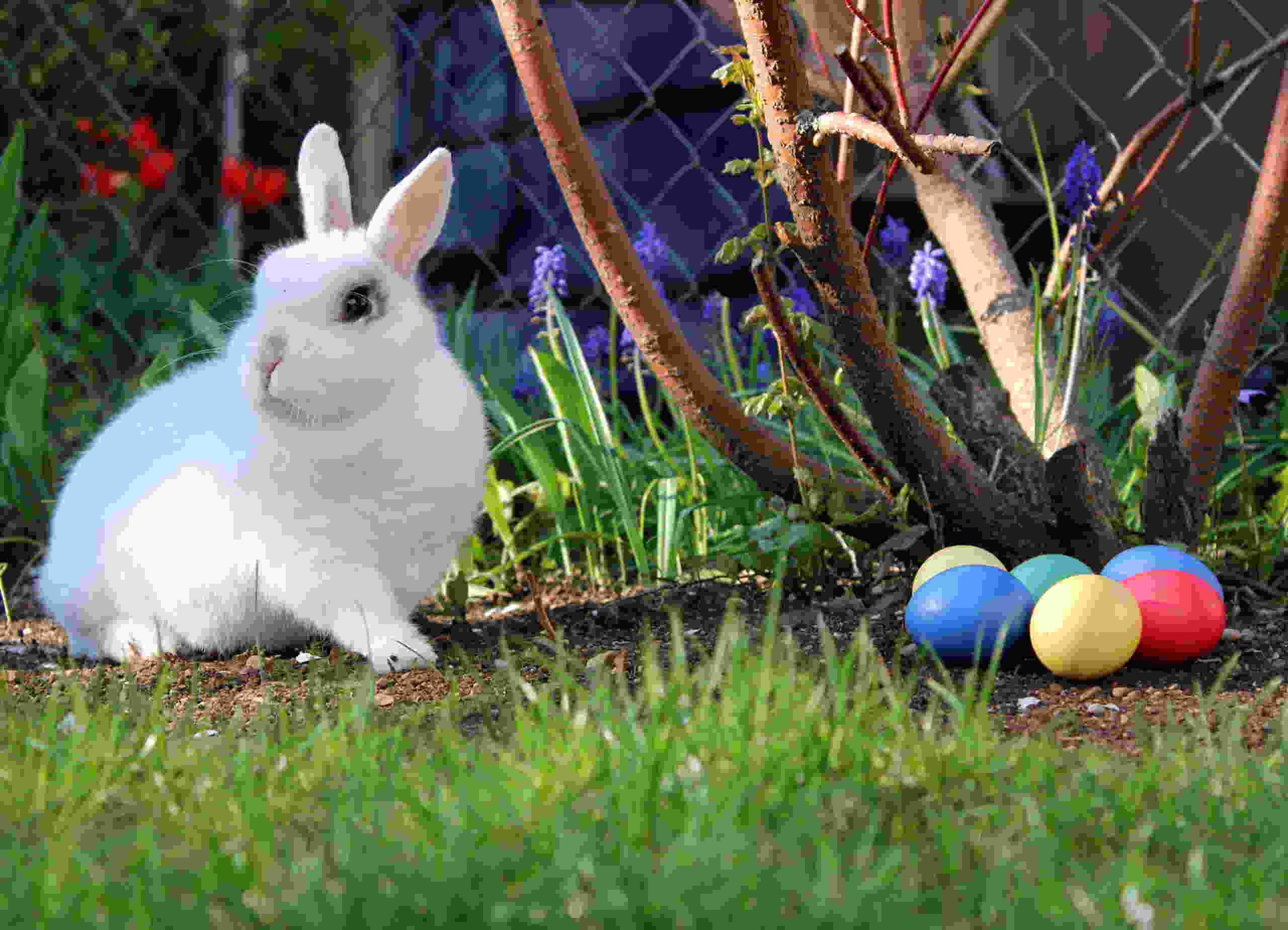 White hare near colourfully dyed eggs