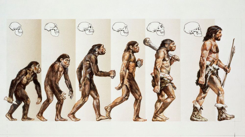 Evolution af primater