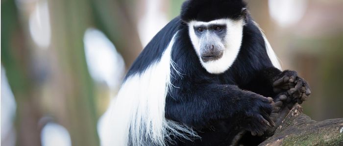 Central African black colobus
