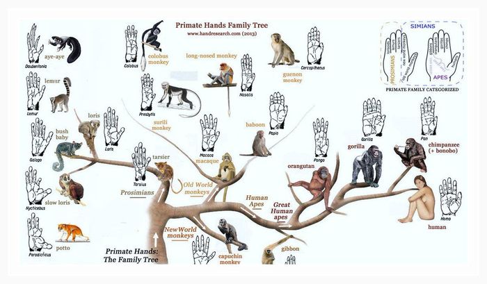 Udvikling af primatfamilier