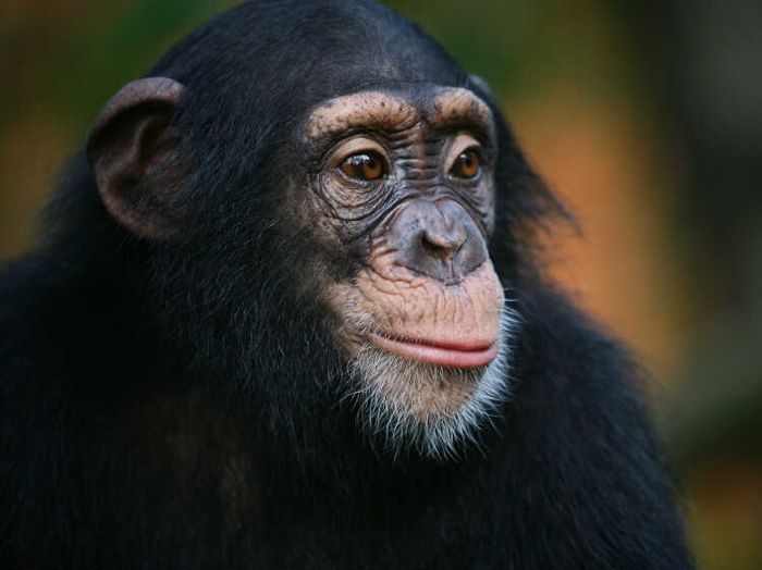 Apes Primate Families