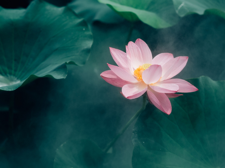 A lotus flowers head pops up from the water, meaning hope and rebirth.