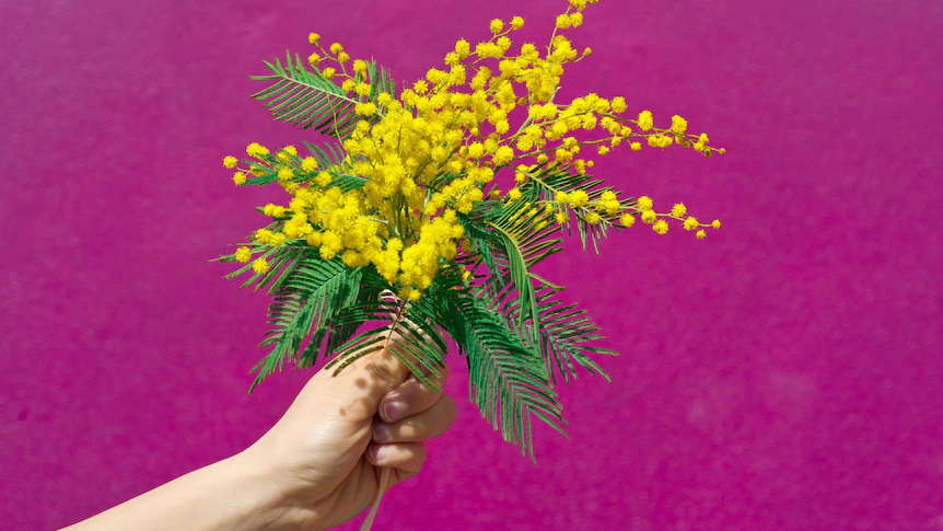 The acacia flower, with tiny yellow petals, has a meaning of love.