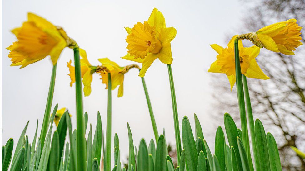 A bright yellow daffodil with tall green stems, has a history of cultural meaning.