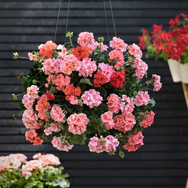 A bunch of pink geraniums in a hanging basket.