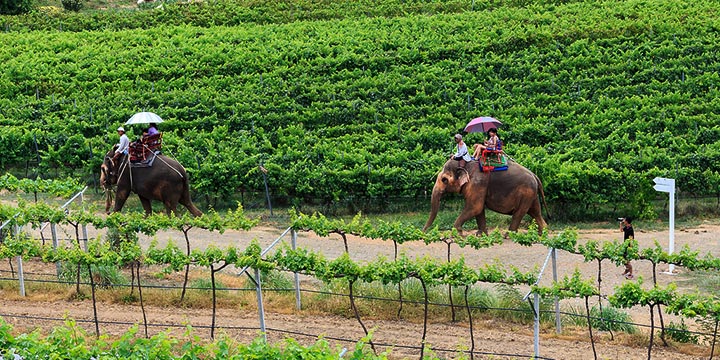 elephant vineyard tour