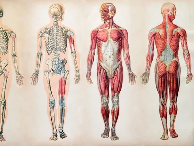 Den menneskelige anatomi
