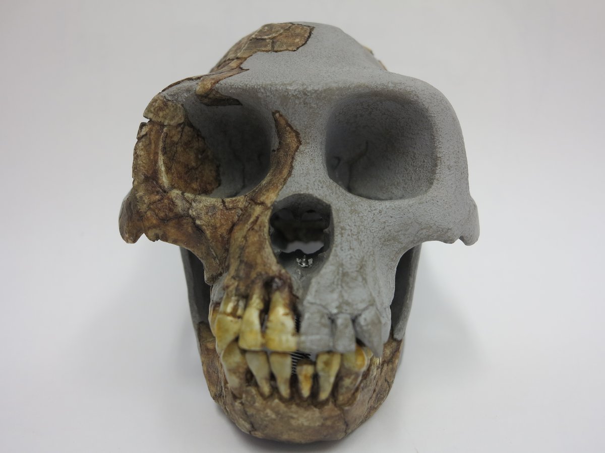 Ardipithecus ramidus craniu