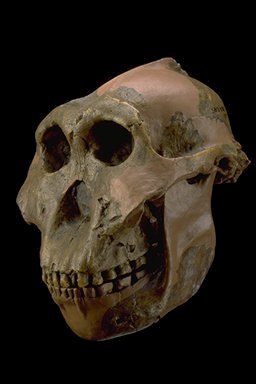 Craniu Paranthropus boisei