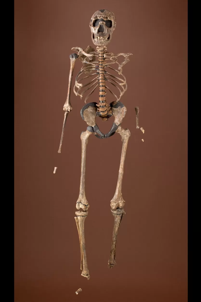 Scheletul Homo erectus aproape complet.