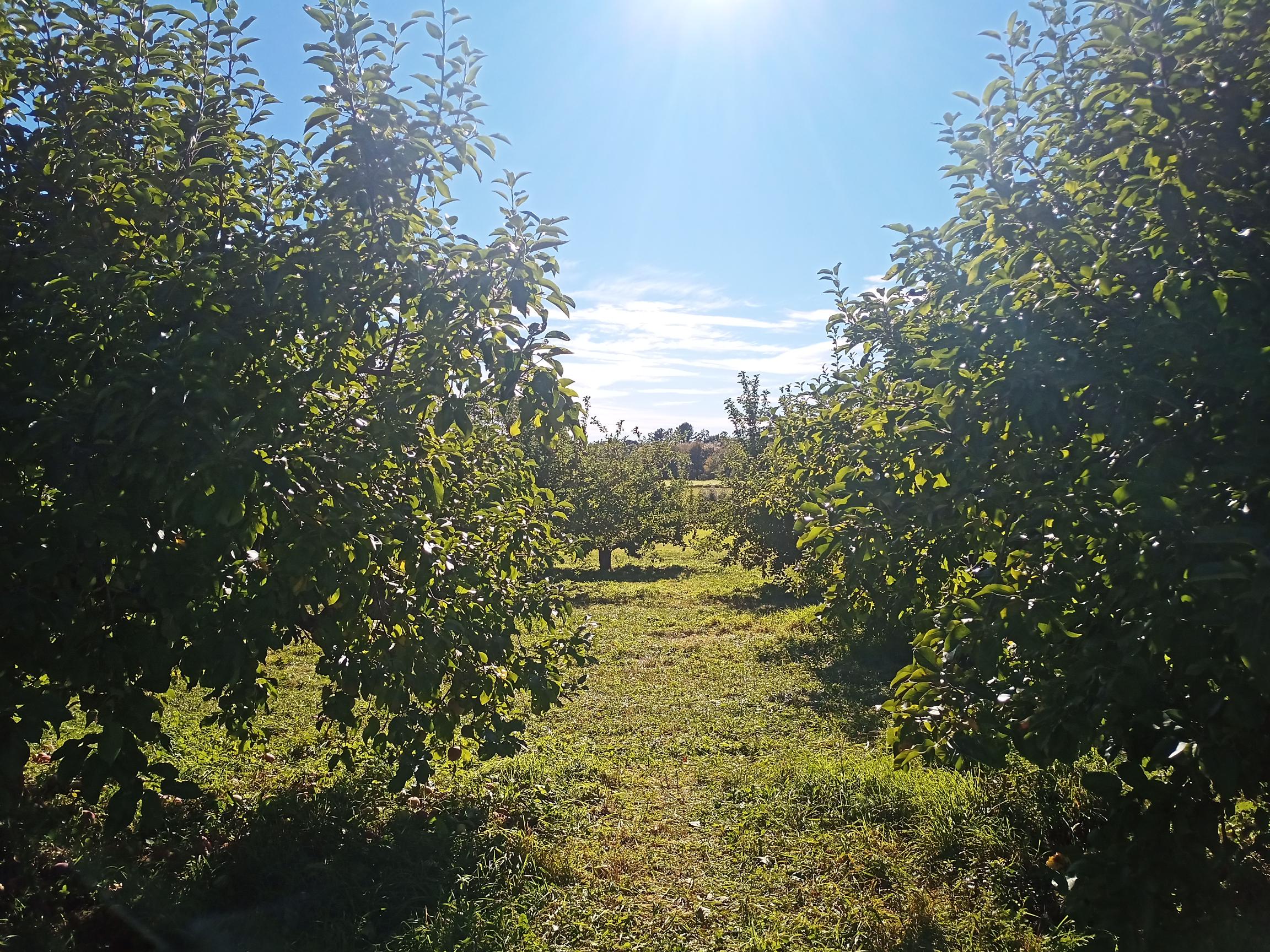 ვაშლის ხეები მზიან დღეს