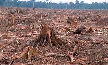 An Image of Deforestation in the Globe