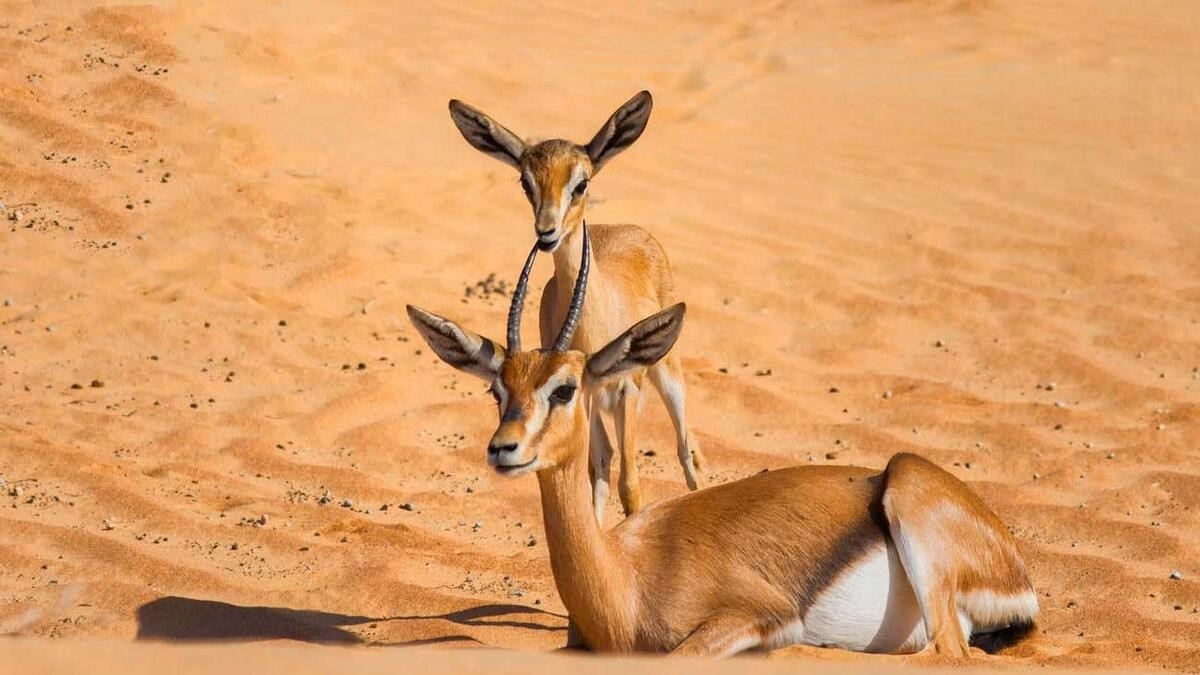 Arabian Gazelle - Wildlife in Dubai