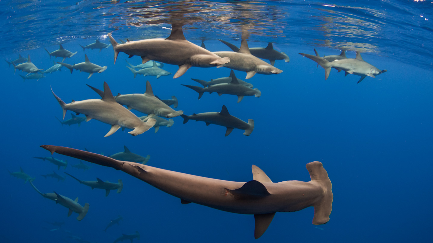 Image shows several hammerhead sharks swimming in the ocean.