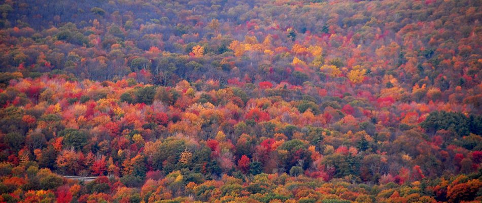 Image shows fall foliage of red, green, orange, and yellow leaves in the mountains of Pennsylvania.